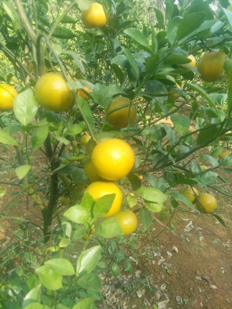 皇帝柑大量上市