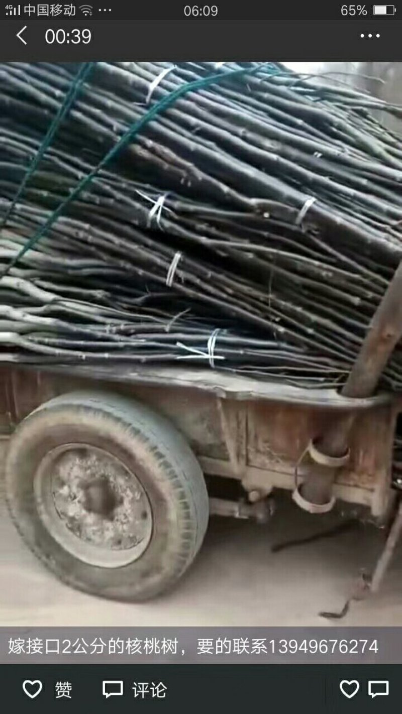 嫁接口俩分成品核桃树