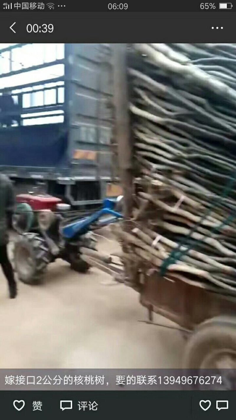嫁接口俩分成品核桃树