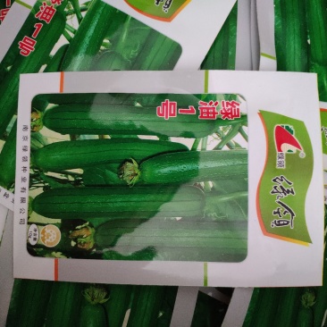 绿油一号油皮丝瓜种籽10克袋装支持线上交易