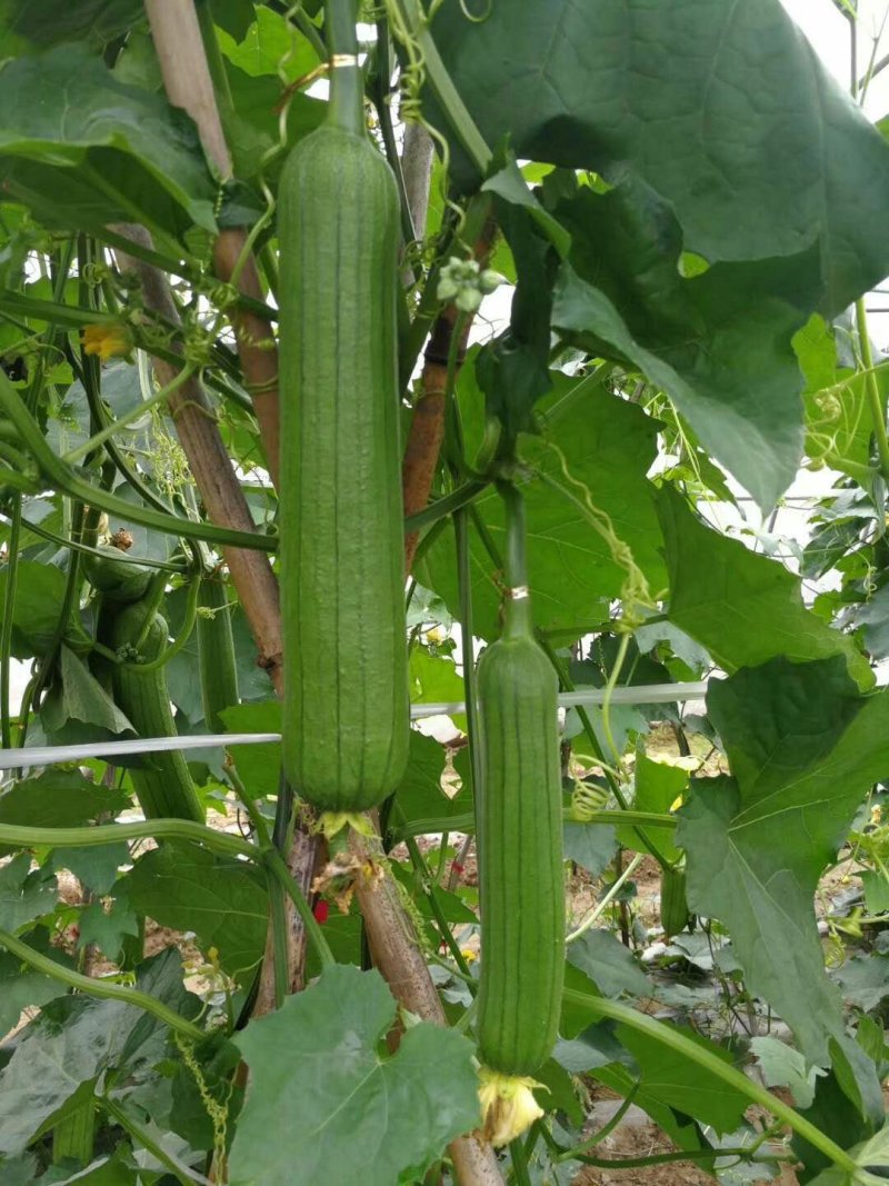 绿油一号油皮丝瓜种籽10克袋装支持线上交易