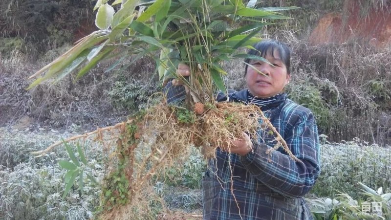 毛竹苗福建毛竹播种苗实生苗