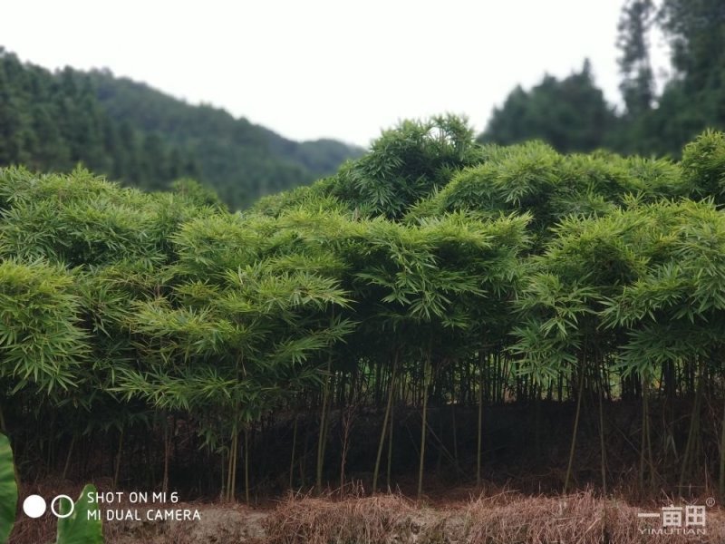毛竹苗福建毛竹播种苗实生苗