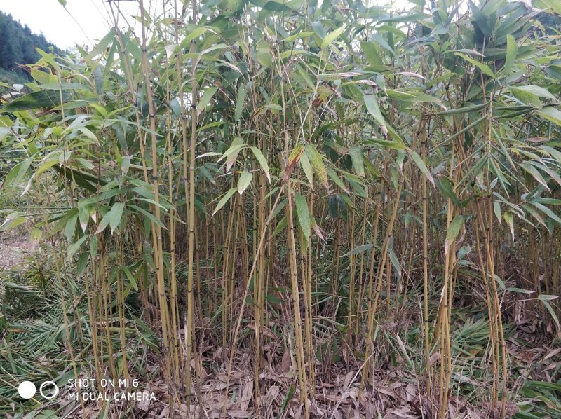 毛竹苗福建毛竹播种苗实生苗