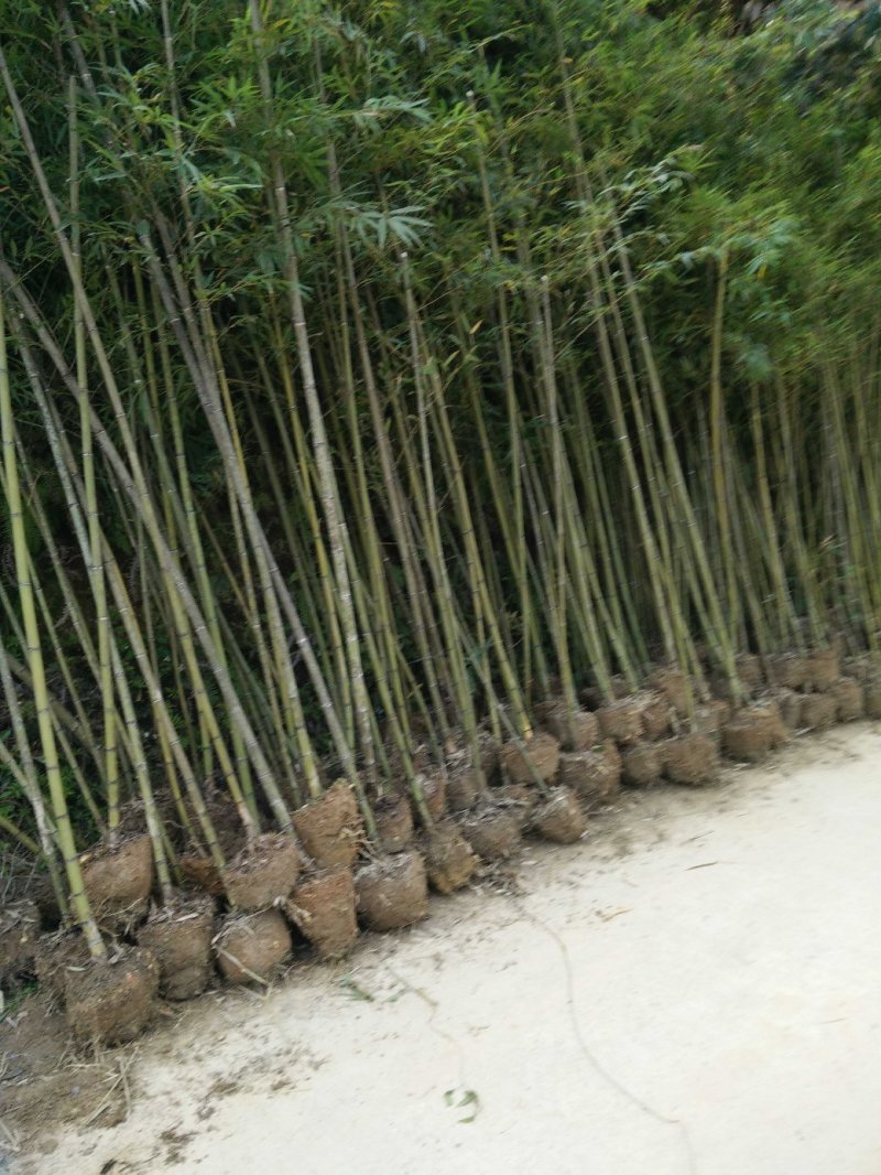 毛竹苗福建毛竹播种苗实生苗
