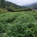 毛竹苗福建毛竹播种苗实生苗