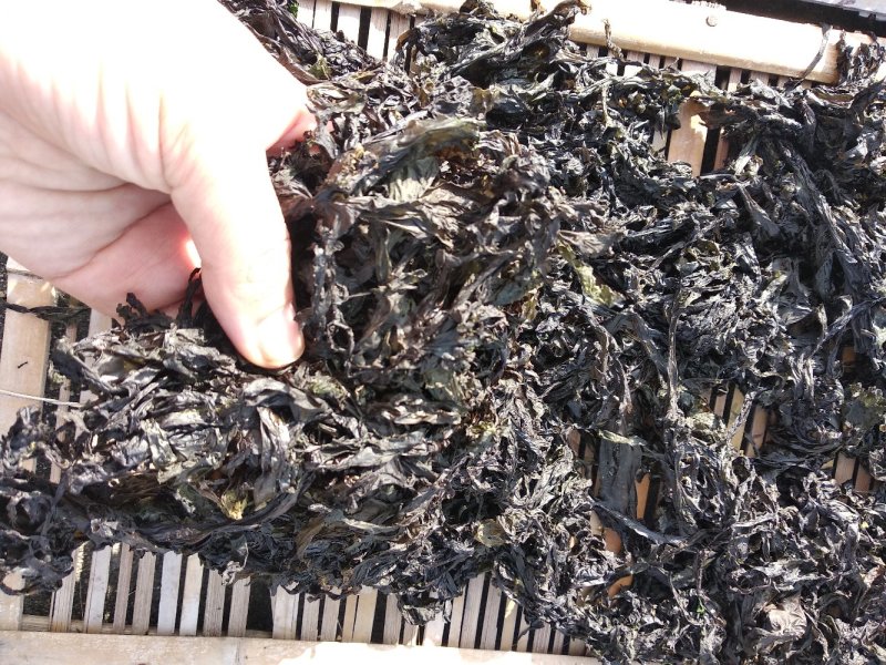 供应日晒二水紫菜（巨鲸水产出品）