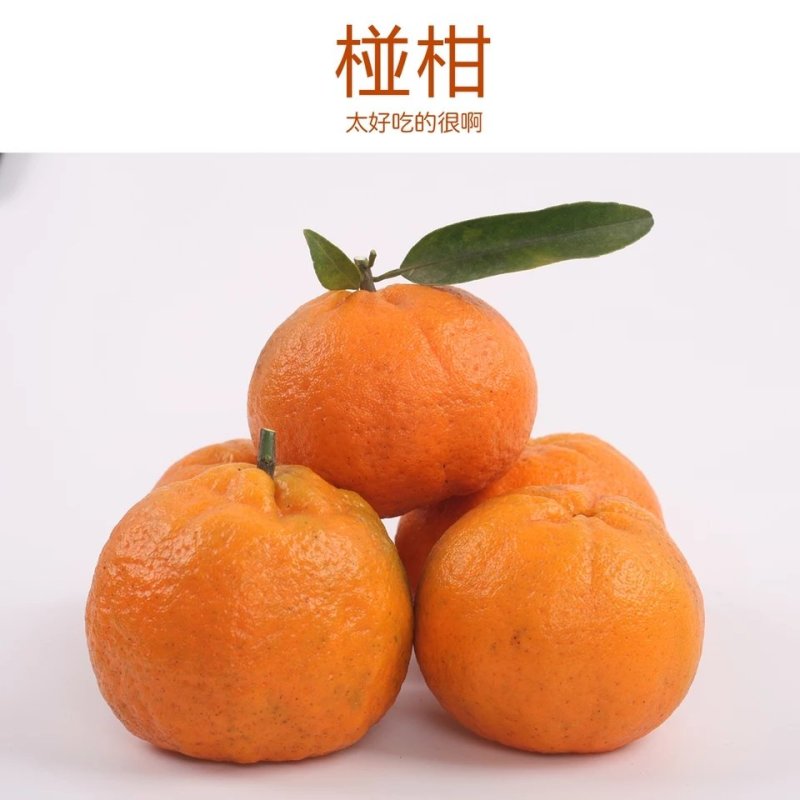 新鲜椪柑产地大量供应诚信供应商一手货源品质保障