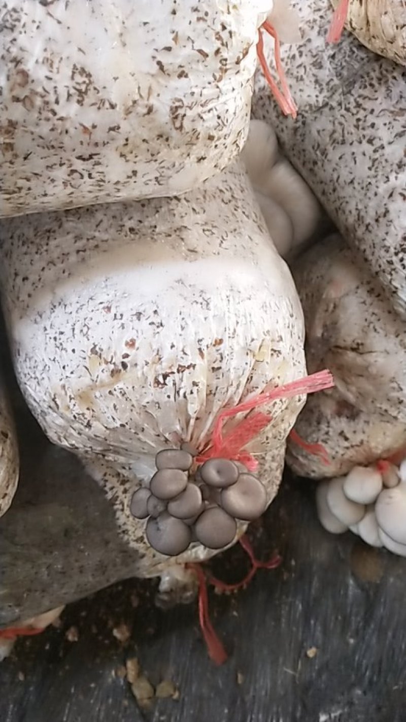 平菇菌棒