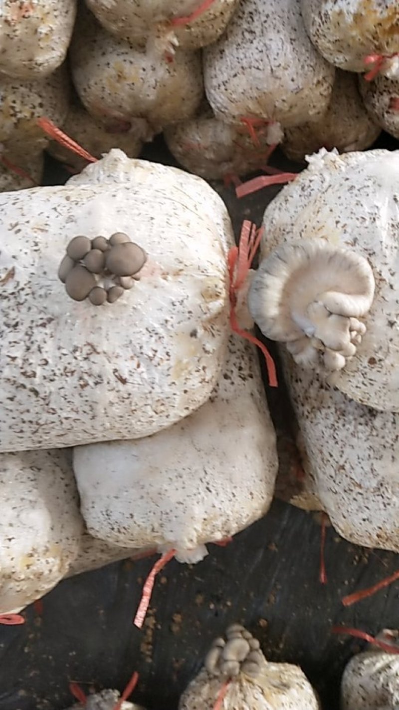 平菇菌棒