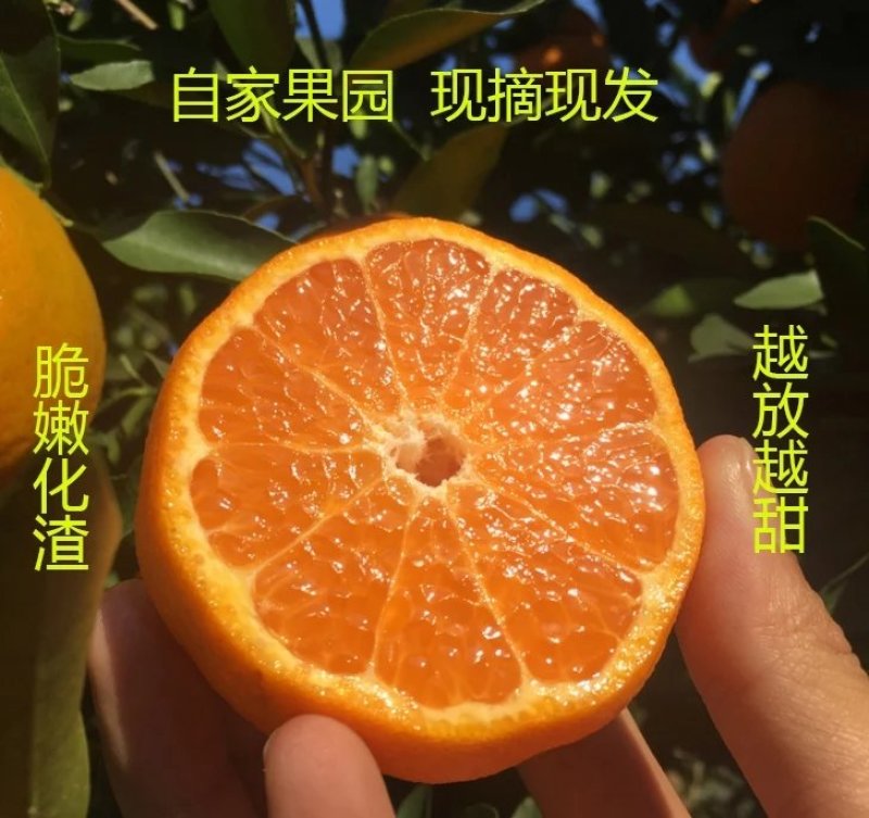 芦柑又大又甜，量大从优，支持打款发货欢迎咨询订购