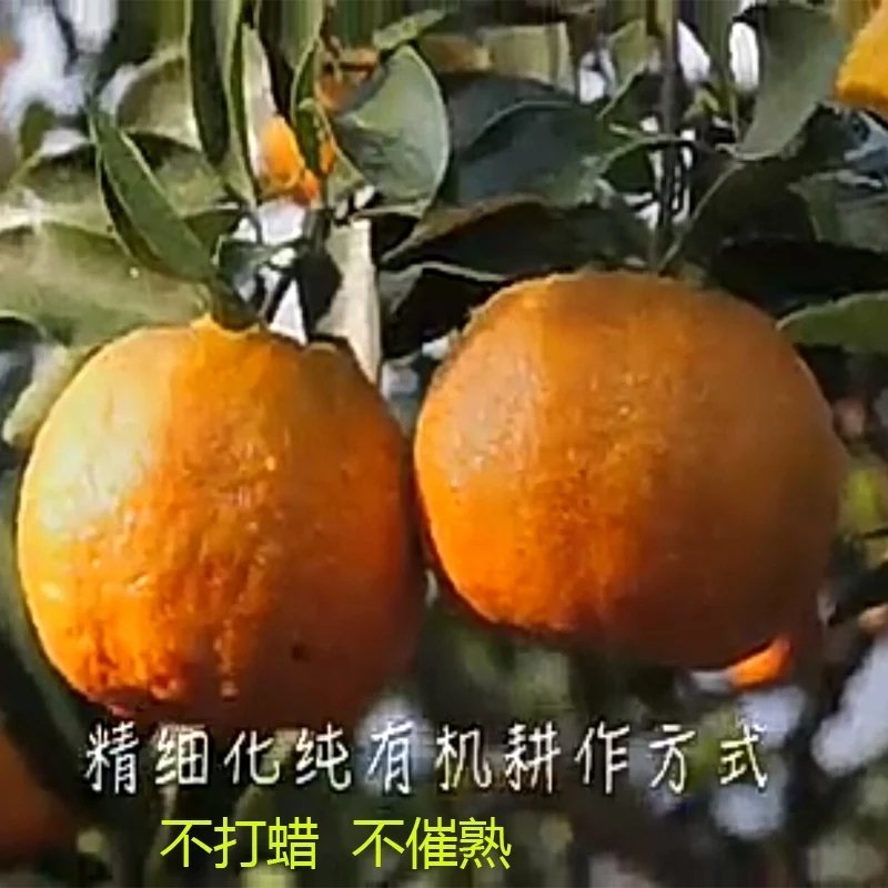 芦柑又大又甜，量大从优，支持打款发货欢迎咨询订购