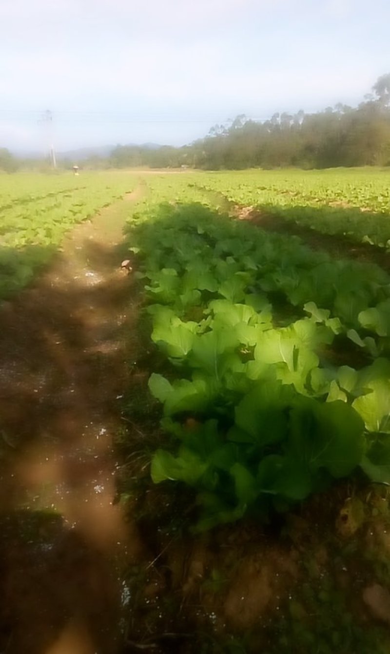 梅菜