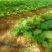 梅菜