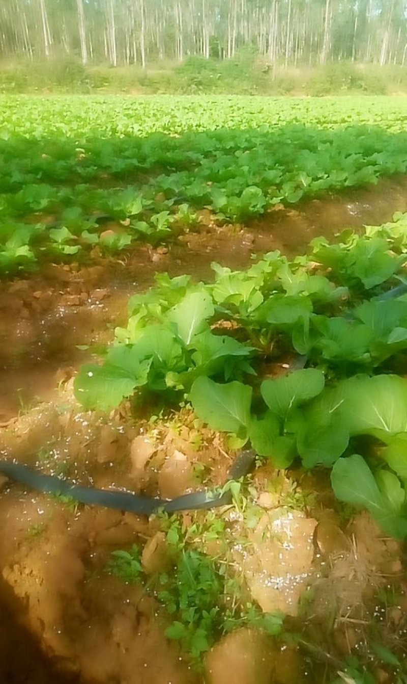梅菜