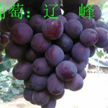 辽峰葡萄苗，1年扦插苗，根系发达，苗子粗壮