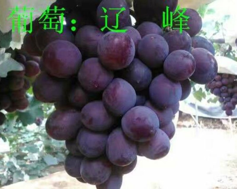 辽峰葡萄苗，1年扦插苗，根系发达，苗子粗壮