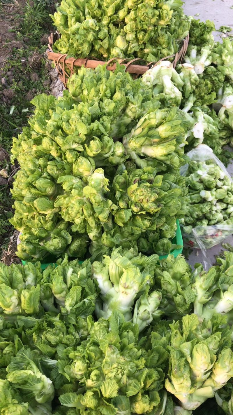 四川精品儿菜大量上市。货源充足，大量出货
