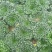 黄心菜。菊花菜。急售。