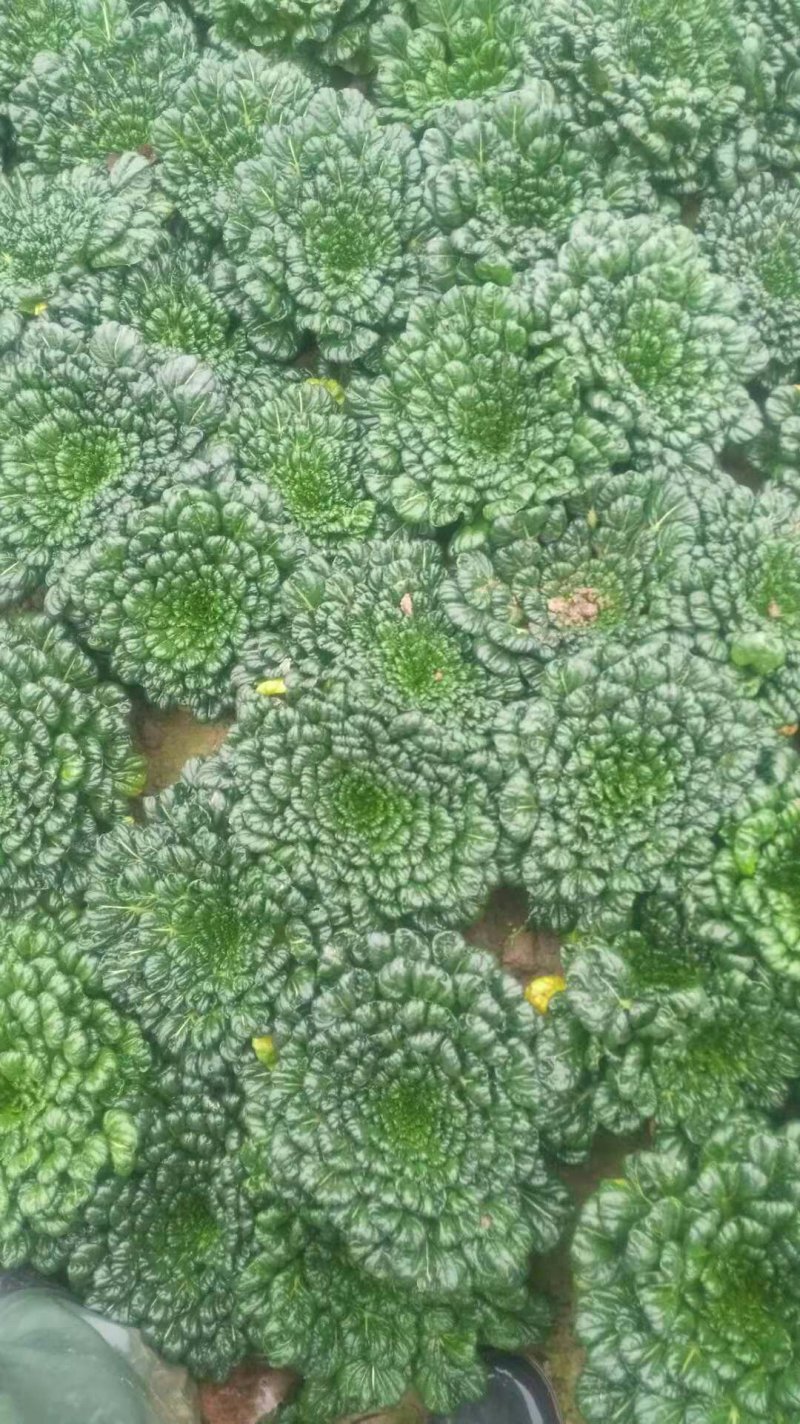 黄心菜。菊花菜。急售。