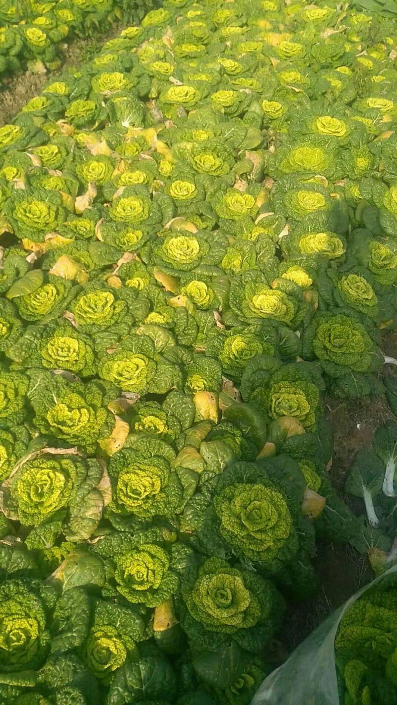 黄心菜。菊花菜。急售。