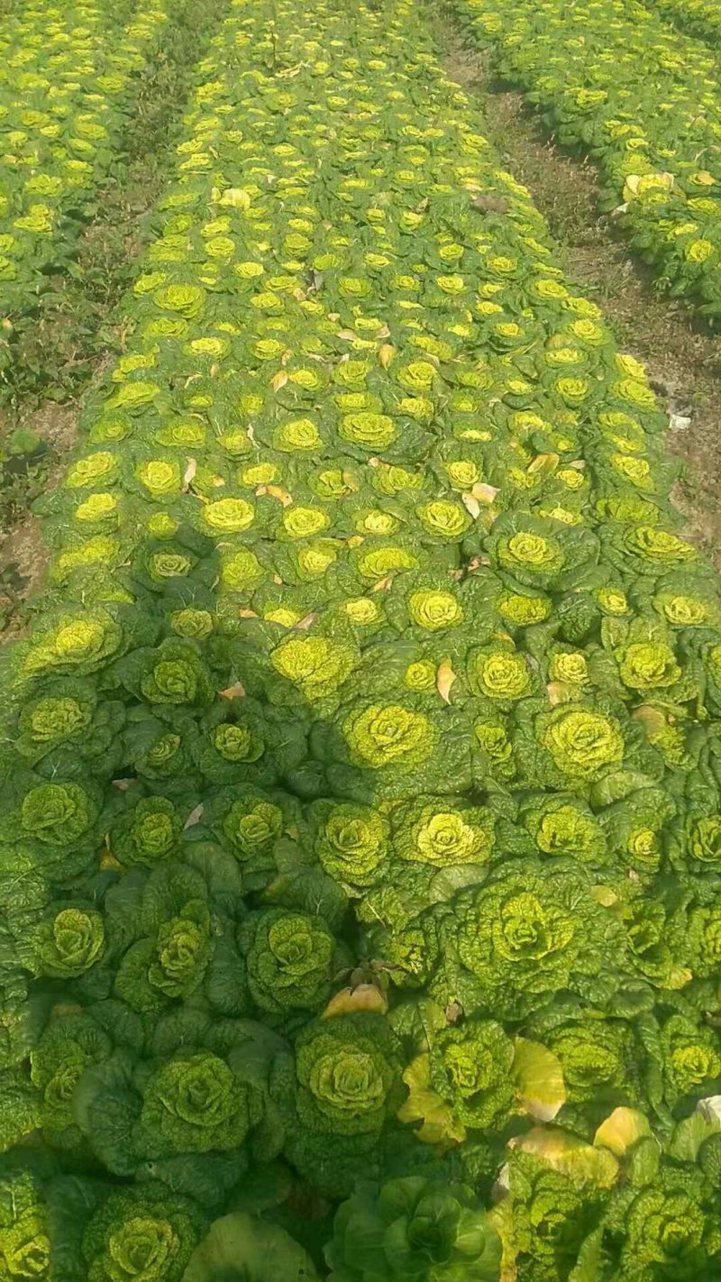 黄心菜。菊花菜。急售。