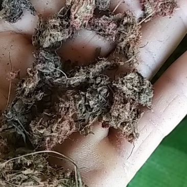 锦地罗、怎地罗，一朵芙蓉花，落地金钱，夜落金钱，文钱红