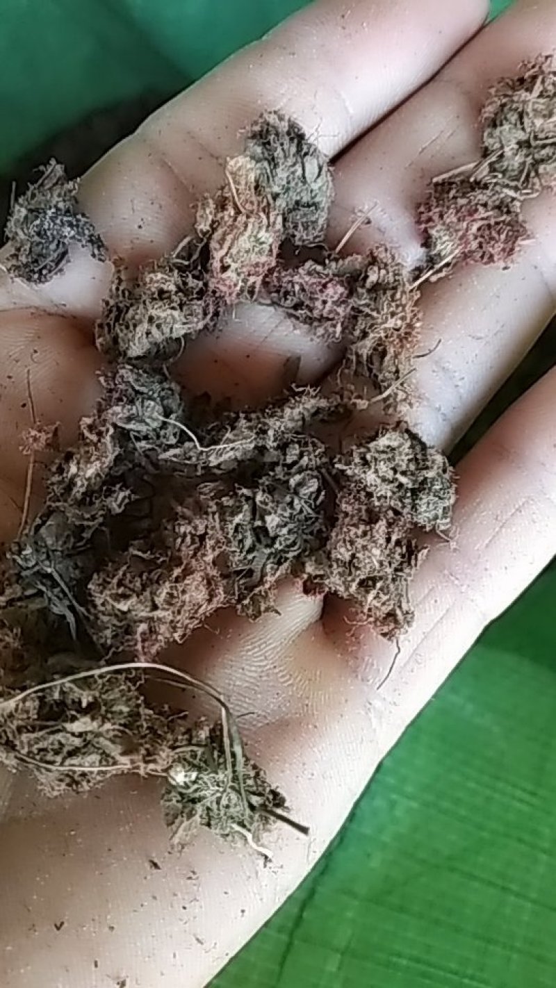 锦地罗、怎地罗，一朵芙蓉花，落地金钱，夜落金钱，文钱红
