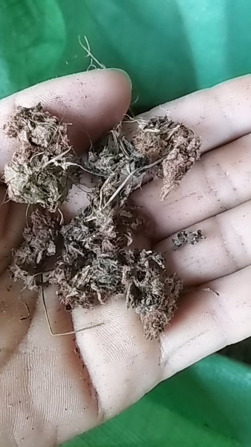 锦地罗、怎地罗，一朵芙蓉花，落地金钱，夜落金钱，文钱红