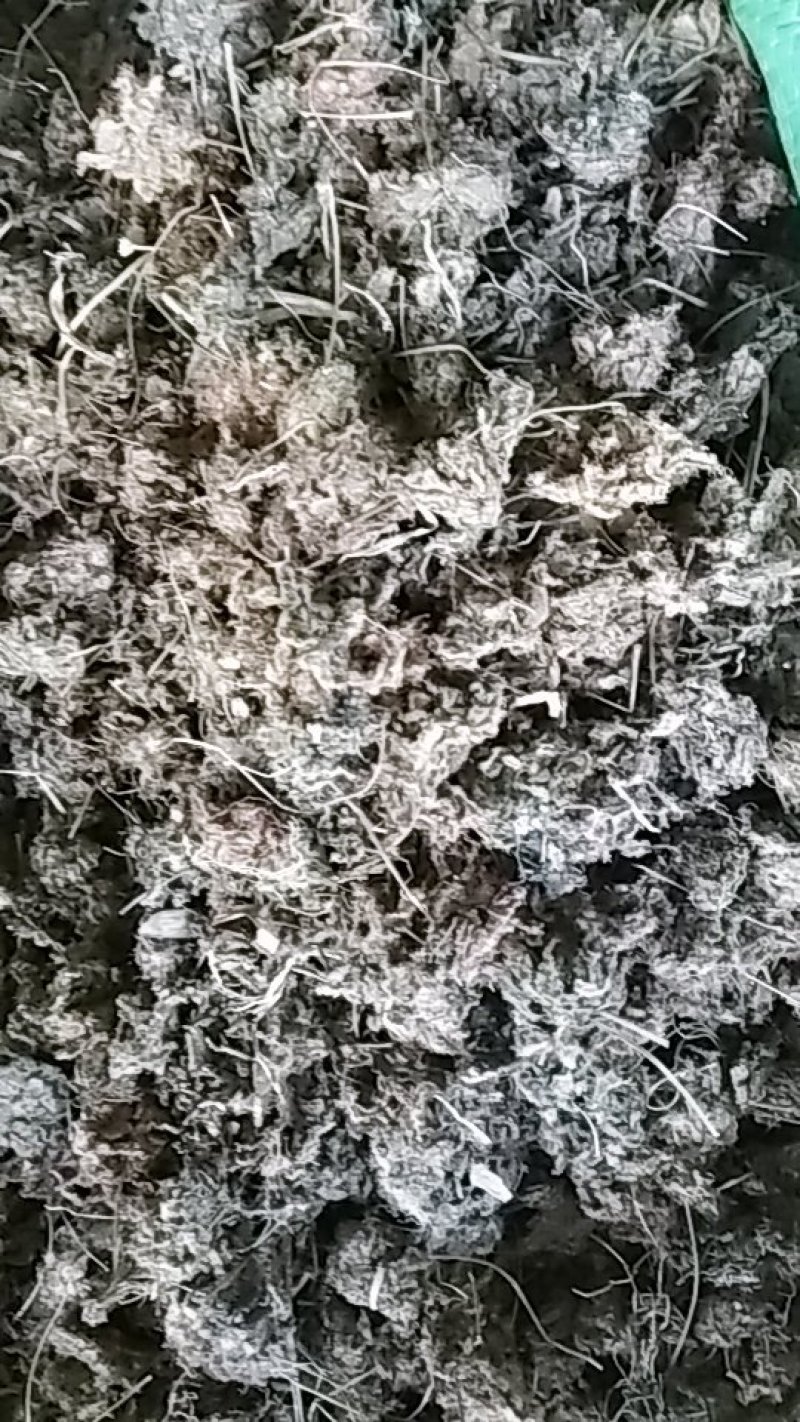锦地罗、怎地罗，一朵芙蓉花，落地金钱，夜落金钱，文钱红