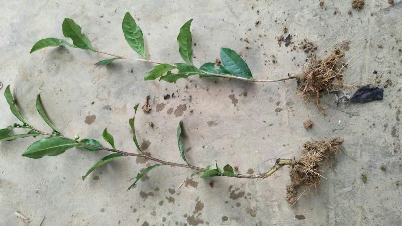 福选9号基地，一年扦插无性系良种茶苗