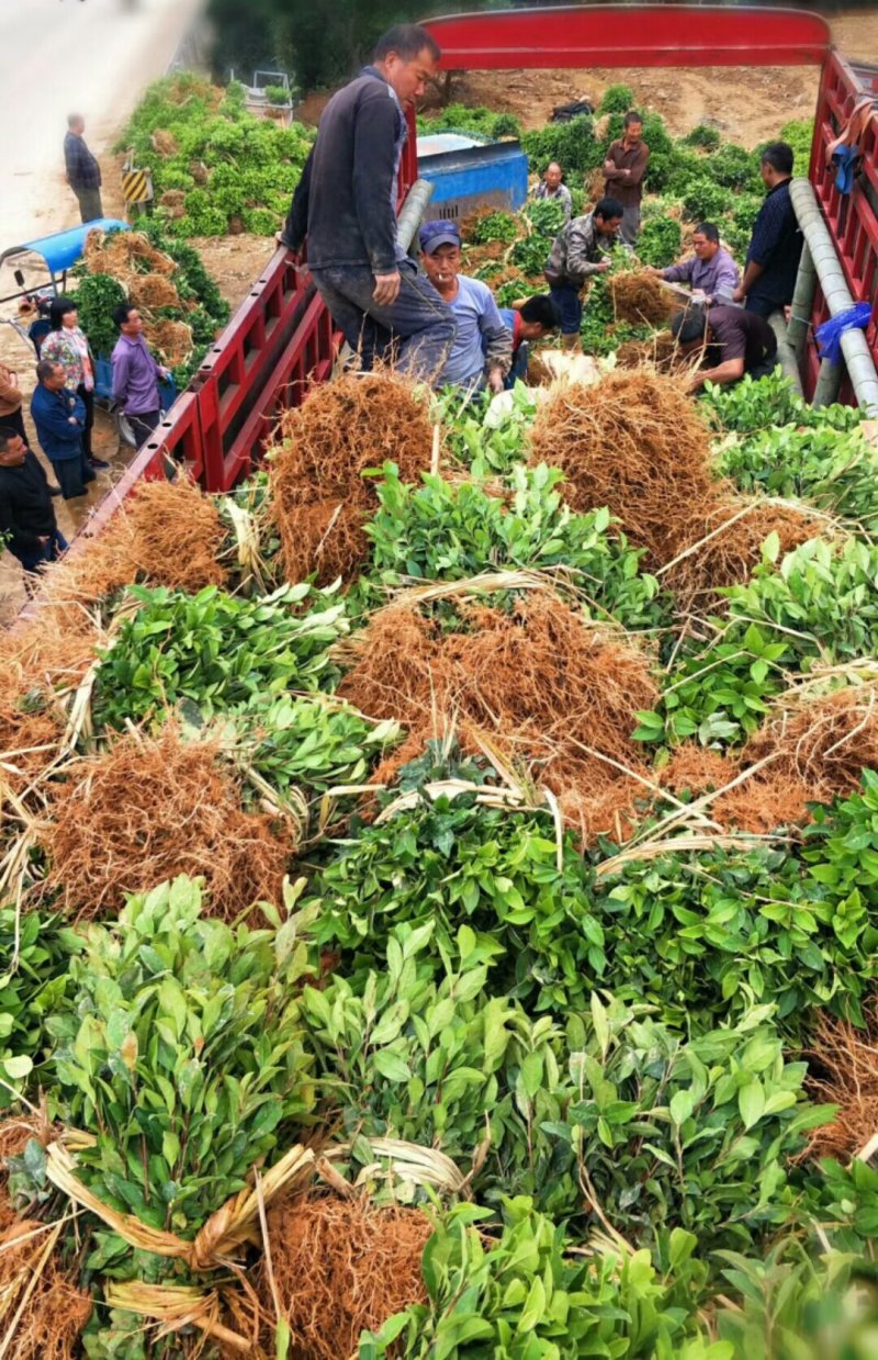 福选9号基地，一年扦插无性系良种茶苗