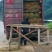 福选9号基地,一年扦插无性系良种茶苗