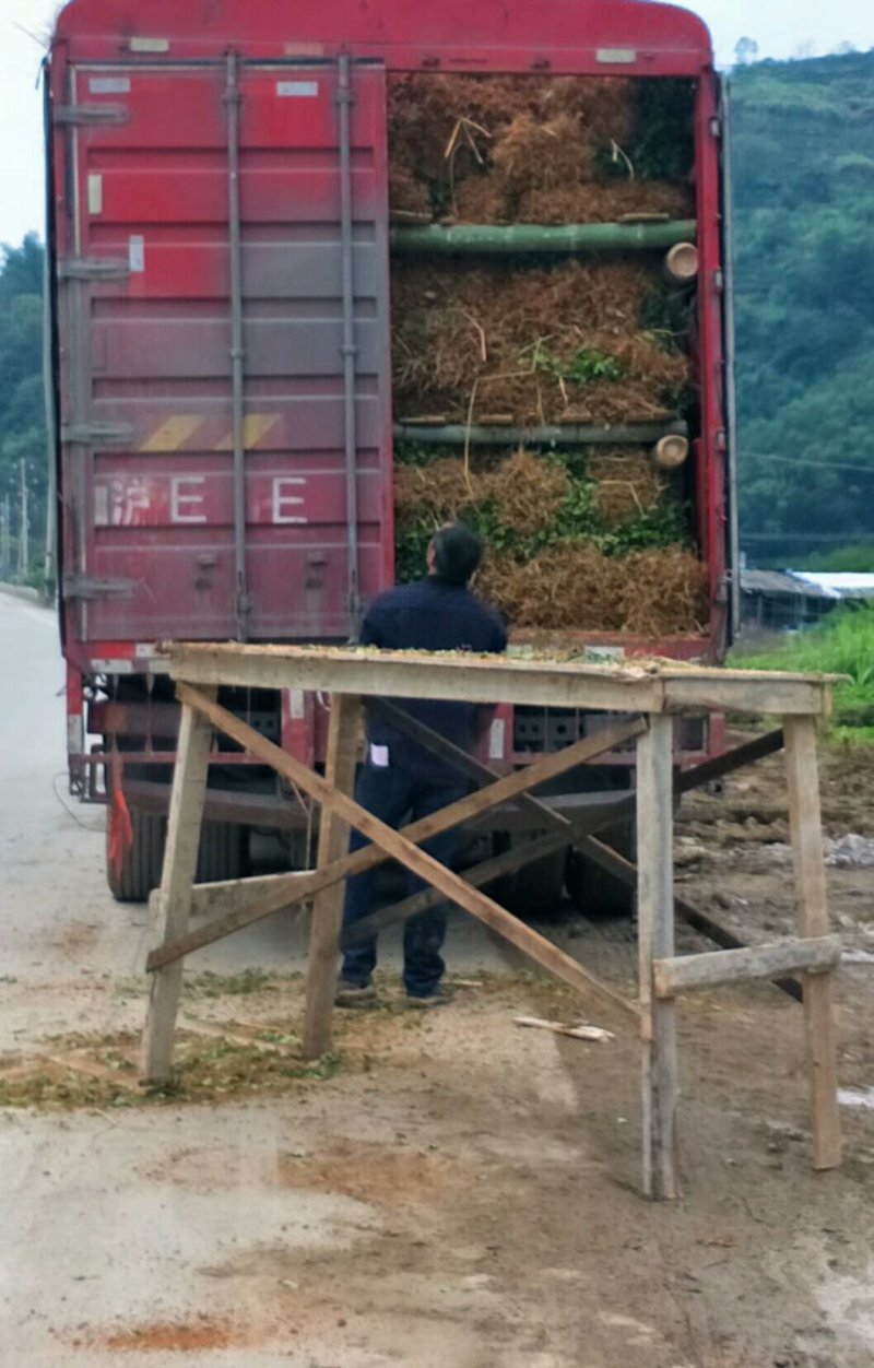 福选9号基地，一年扦插无性系良种茶苗