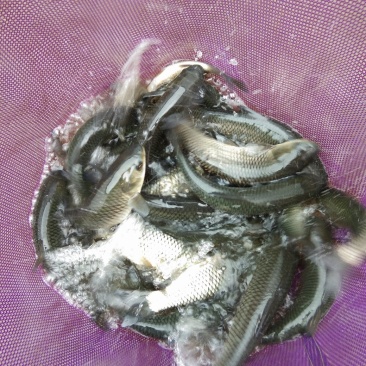 草鱼苗0.1—1斤各种规格，已注射过一次疫苗，