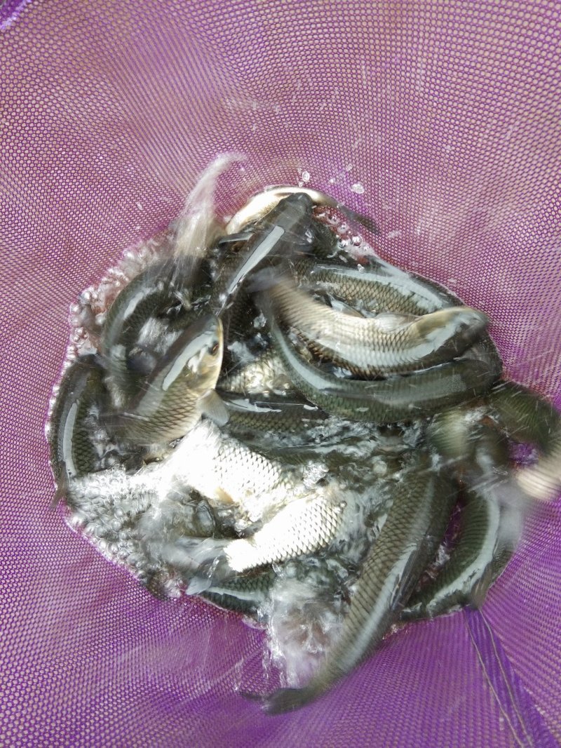 草鱼苗0.1—1斤各种规格，已注射过一次疫苗，