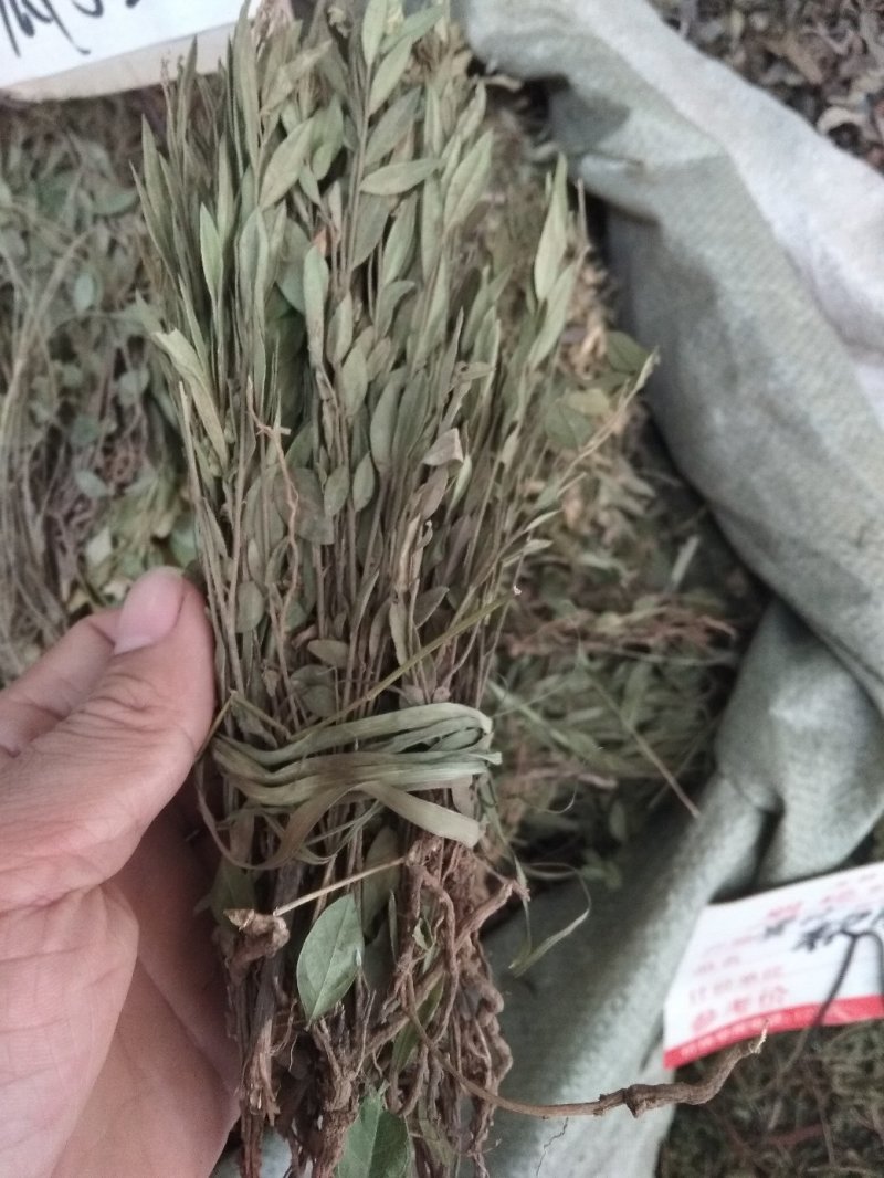 瓜子金贵州地产中药材，全株瓜子金，齐手漂亮