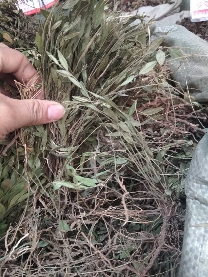 瓜子金贵州地产中药材，全株瓜子金，齐手漂亮