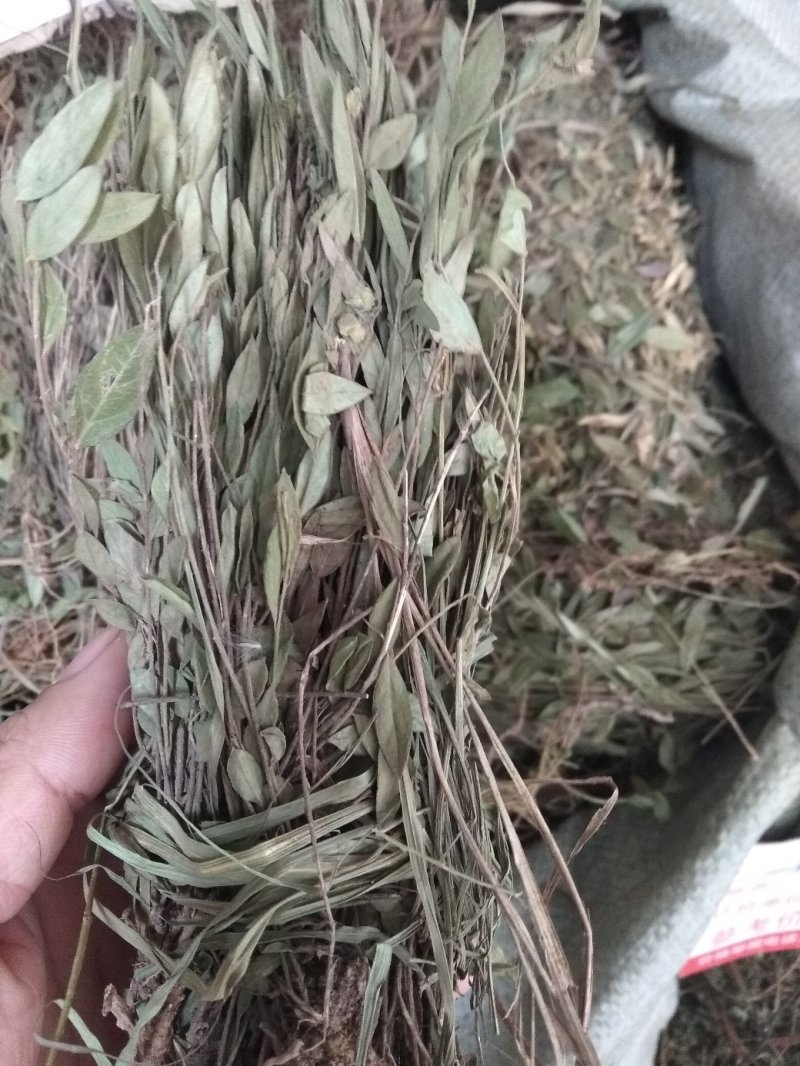 瓜子金贵州地产中药材，全株瓜子金，齐手漂亮