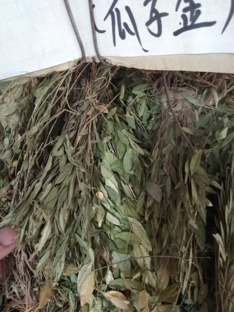 瓜子金贵州地产中药材，全株瓜子金，齐手漂亮
