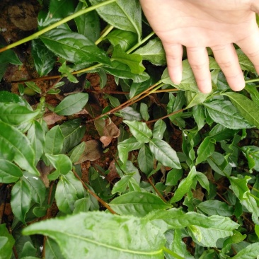 英德红茶茶苗