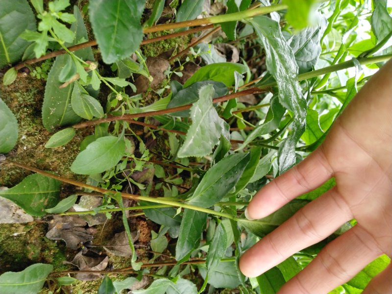 英德红茶茶苗