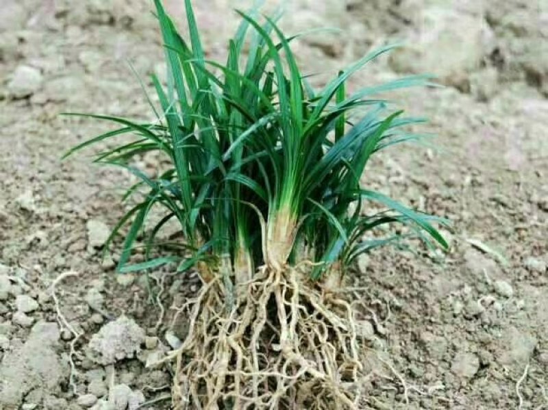 长期销售马尼拉草皮