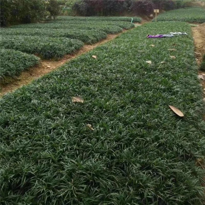 长期销售马尼拉草皮