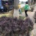 长期销售马尼拉草皮