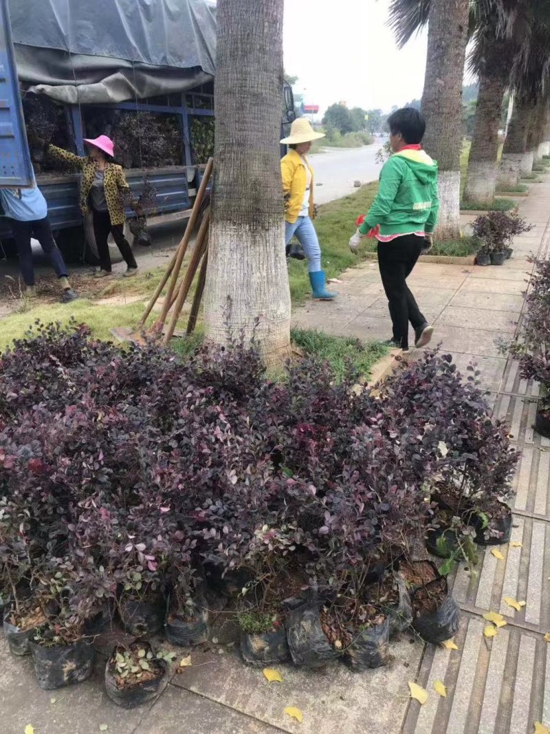 长期销售马尼拉草皮