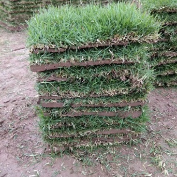 长期销售马尼拉草皮