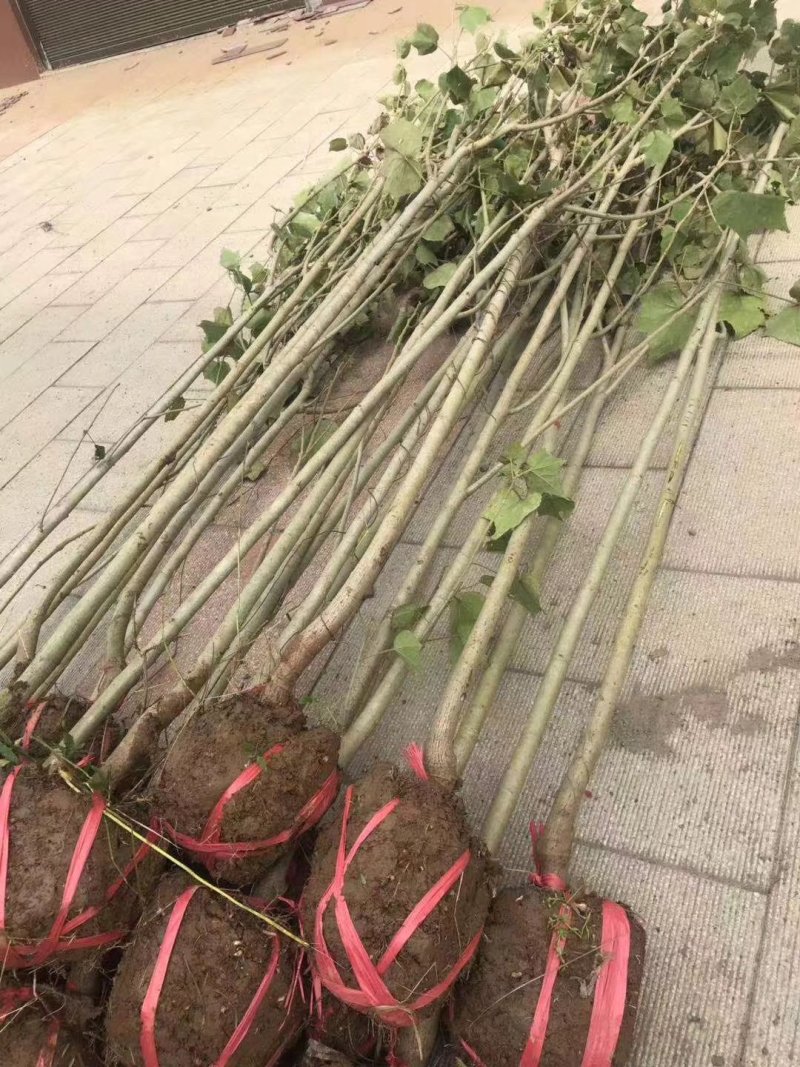 长期销售马尼拉草皮