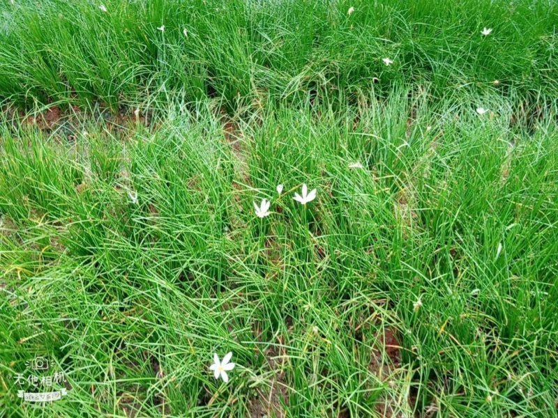 长期销售马尼拉草皮