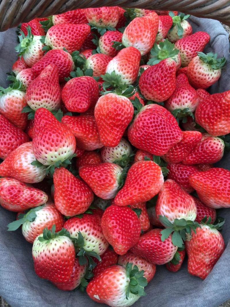 阜阳草莓代收代办文集天仙醉草莓奶油草莓大量上市量大从优